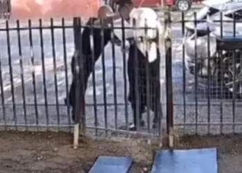 Detienen a policía por agresión al periodista Jorge Heras