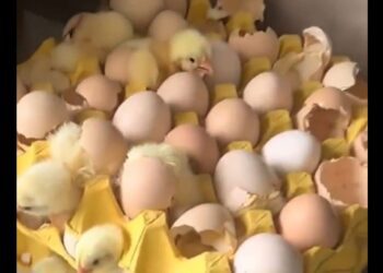 Mujer compra huevos en China y regresa a casa con 70 pollitos en su cocina