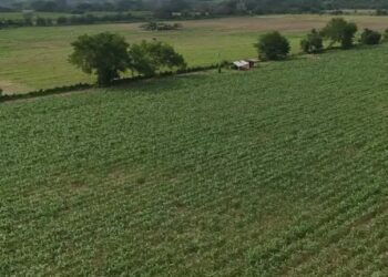 Aumento en importación de granos y oleaginosas en México