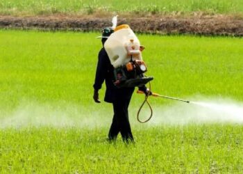 Casa Blanca, sin restricciones a pesticidas pese a riesgos para la salud infantil
