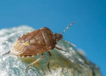 Chinches invaden el transporte público: cómo protegerte