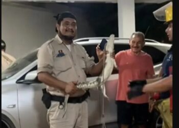 Cocodrilo sorprende a familia en Tampico y ocupa la cama de sus perros