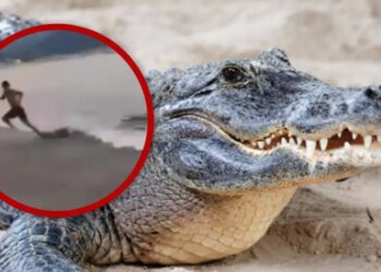 Cocodrilo sorprende a turista en playa de Puerto Vallarta