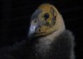 Nace cóndor de California en el Zoológico de Chapultepec; será liberado en 2026