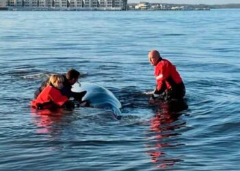 Ballena muere tras chocar con embarcación en Nueva Jersey