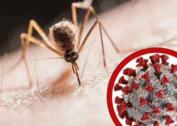 China enfrenta el mayor brote de chikungunya de su historia con más de 8 mil casos