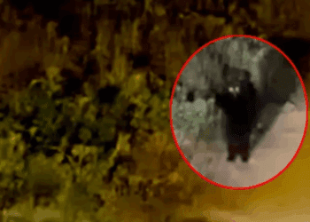 Misterioso animal sorprende en Puebla tras muertes inexplicables de ganado