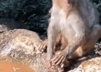 Mamá mono sorprende al “lavar” a su cría como ropa ¿Es real?