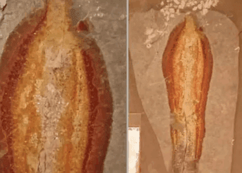 Furor en Chiapas por piedra con silueta que vecinos asocian a la Virgen de Guadalupe