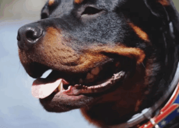 Ataque mortal de rottweiler a un niño sacude a Francia