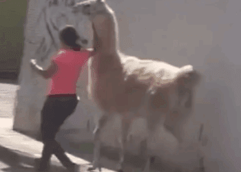 Mujer sorprende en Querétaro al pasear con una llama por las calles