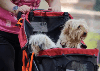 CDMX aprueba custodia compartida para mascotas