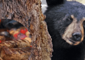 Oso sorprende a familia y se lleva su carnita asada en Nuevo León