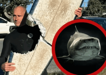 Surfista sobrevive a ataque de tiburón en Australia