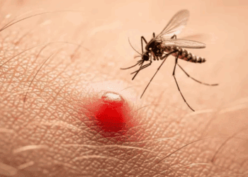 Identifica la picadura del mosquito que transmite dengue