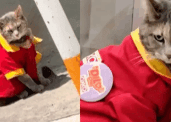 Minina, la gata que conquistó un Oxxo y los corazones de Puebla