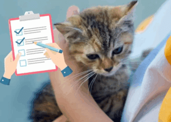 Adoptar un gato: lo que debes saber antes de darle un hogar