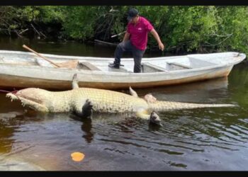 Profepa investiga muerte del cocodrilo “Tío Lucho” en Oaxaca tras cirugía no autorizada