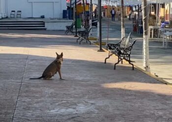 Segundo fallecimiento por rabia en México: víctima era originaria de Jalisco