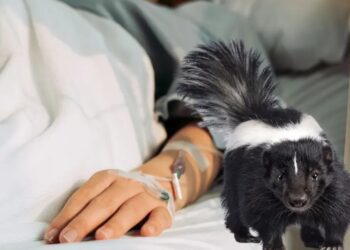 Zacatecas confirma primer caso mortal de rabia humana en México tras casi cuatro décadas