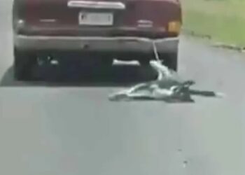 Indignación en Michoacán por perro arrastrado por un auto; Fiscalía investiga