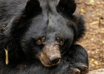 Florida autoriza caza controlada de osos negros tras diez años