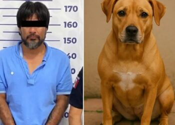 Asesinan a perrita que defendió a su dueña en Puebla