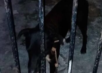 Perrito de Sisal atacó a tres personas, Activistas luchan para salvarlo