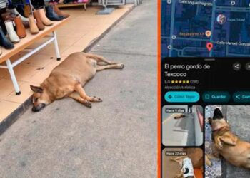 El “Perro Gordo” de Texcoco, una celebridad en Google Maps