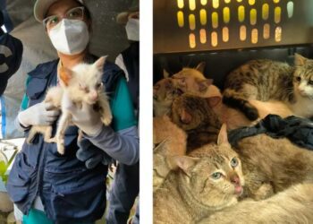 Rescatan a 65 gatos en condiciones de maltrato extremo en Álvaro Obregón