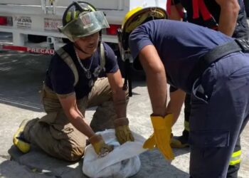 Capturan boa de dos metros en Veracruz; devoraba a un gato
