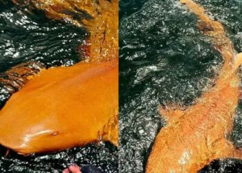 Hallan tiburón naranja único en Costa Rica: primer caso de xantismo en la especie