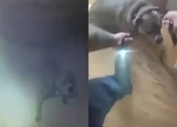 Perro guía a policía hacia su correa durante incendio
