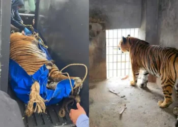 Aseguran cuatro felinos exóticos en Pachuca