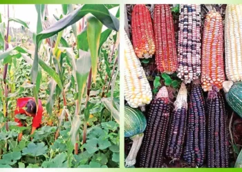 En el Día Nacional del Maíz en Veracruz, Rancho Viejo celebra la milpa