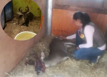 Venado herido se resguarda en baño de casa en Magdalena Contreras