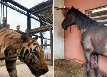 Aseguran tigres y caballos en finca de Sinaloa