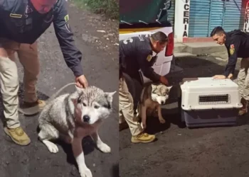 Policías auxilian a perro lastimado
