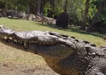 Cocodrilo ataca a extranjero en Cancún