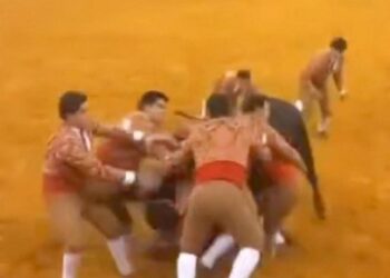 Toro mata a torero portugués