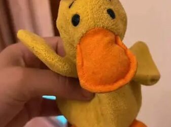 Buscan peluche perdido en el Museo Franz Mayer