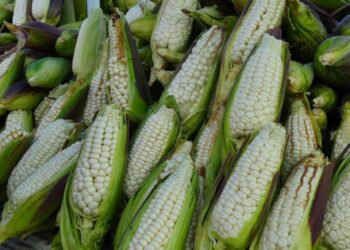 GENTE DETRÁS DEL DINERO