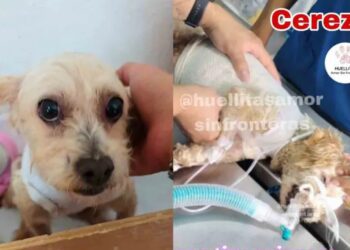 Cereza, la perrita rescatada en Iztapalapa, supera su primera cirugía reconstructiva