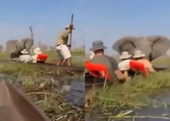 Elefante ataca a turistas durante safari en Botswana