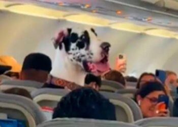 Gran Danés sorprende a pasajeros en vuelo a Puerto Vallarta