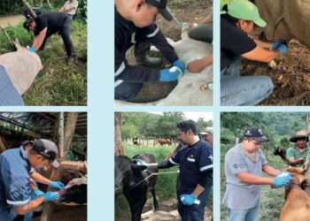 Gusano barrenador del ganado se expande a Nuevo León y Puebla