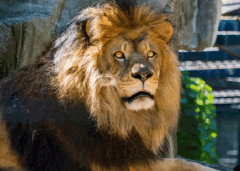 Tragedia en Safari World: leones devoran a cuidador