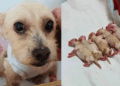 Cerecita, la perrita que sobrevivió a la explosión en Iztapalapa, pierde a tres de sus cachorros