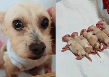 Cerecita, la perrita que sobrevivió a la explosión en Iztapalapa, pierde a tres de sus cachorros