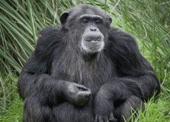 Chimpancés y alcohol: revelan origen de nuestra afición